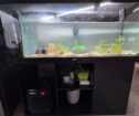 Axolotl-Komplettset abzugeben – 8 Axolotl + 450L Aquarium mit Zubehör