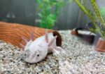Axolotl-Komplettset abzugeben – 8 Axolotl + 450L Aquarium mit Zubehör