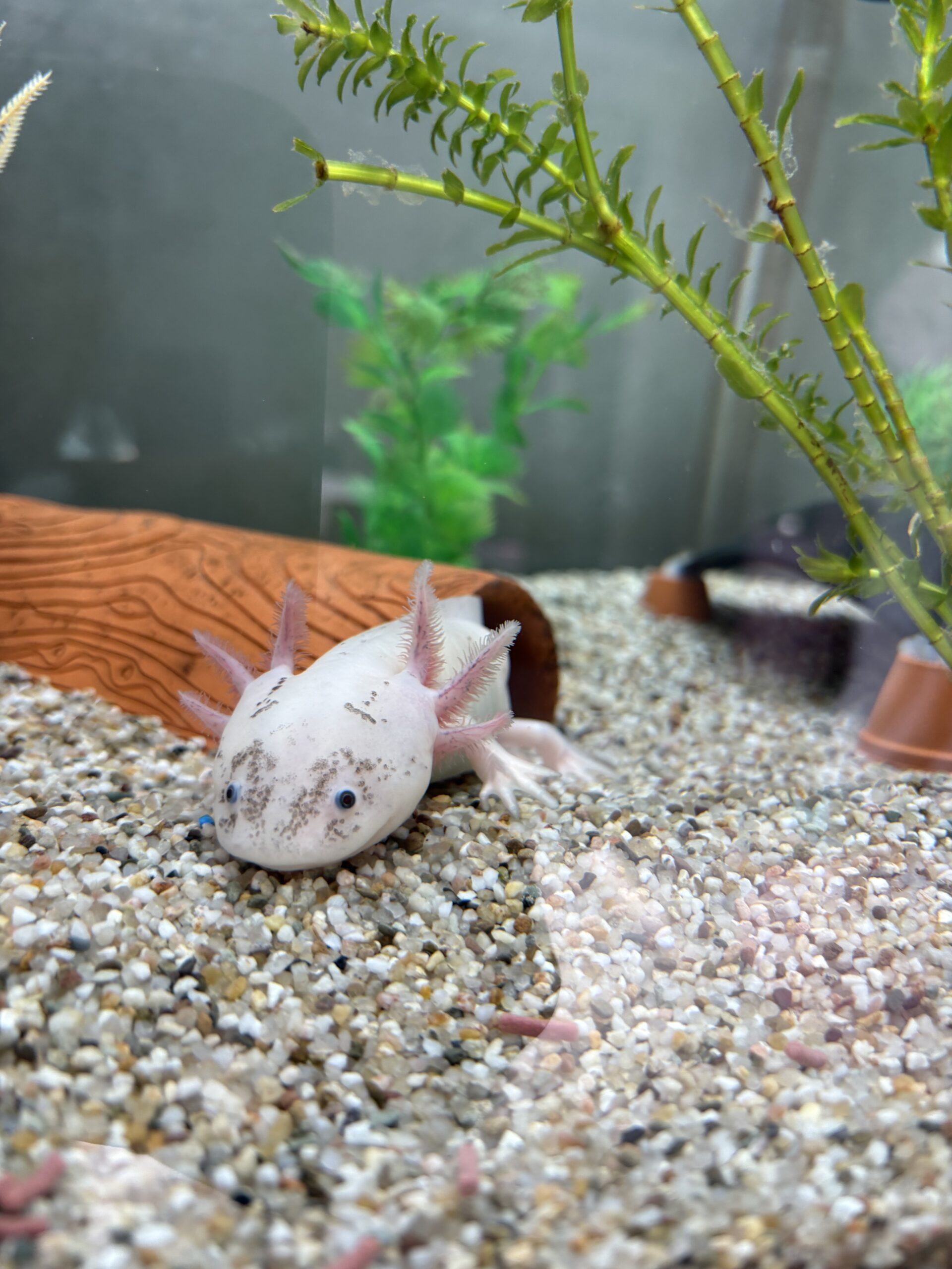 Axolotl-Komplettset abzugeben – 8 Axolotl + 450L Aquarium mit Zubehör