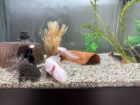 Axolotl-Komplettset abzugeben – 8 Axolotl + 450L Aquarium mit Zubehör