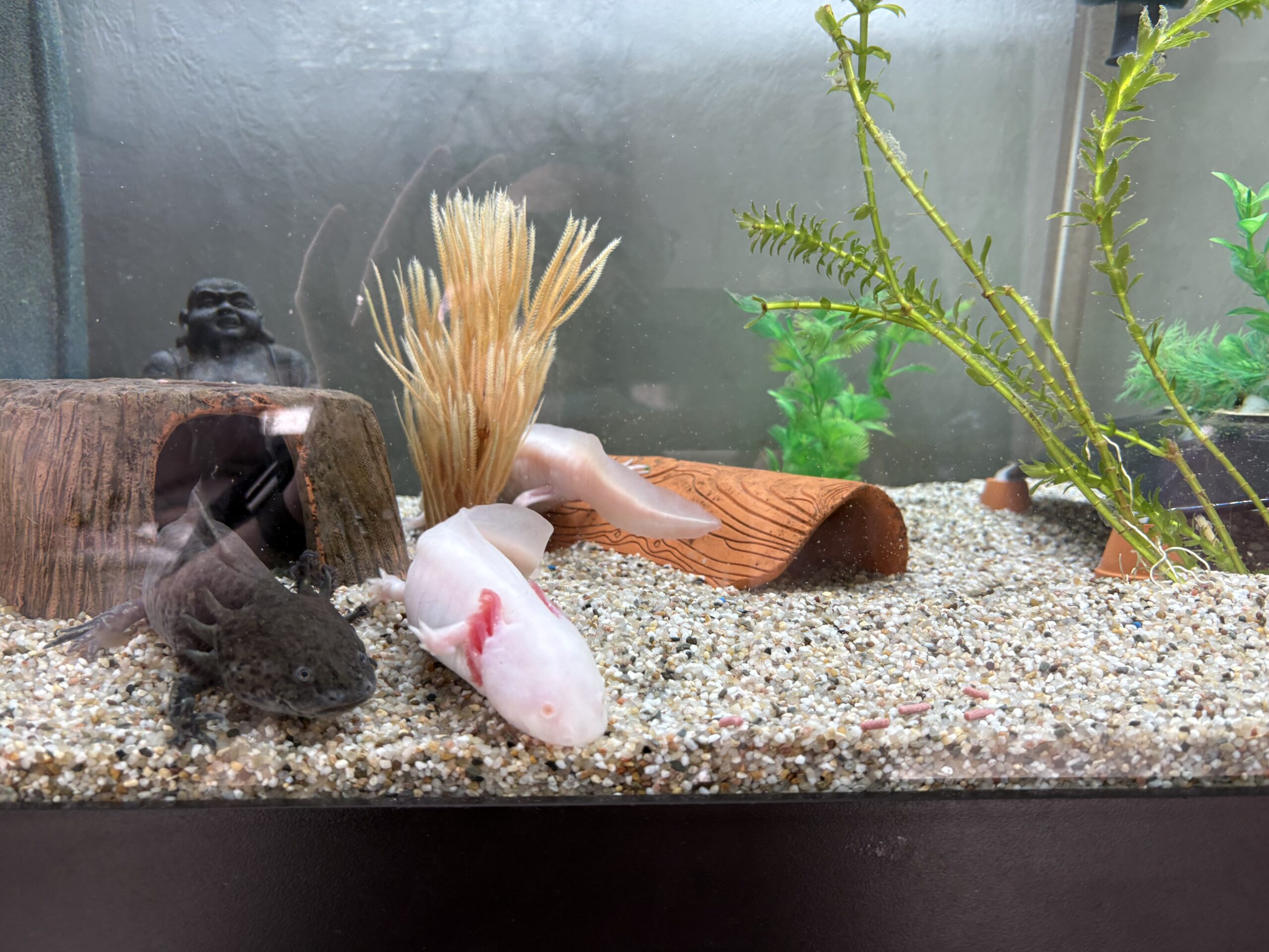 Axolotl-Komplettset abzugeben – 8 Axolotl + 450L Aquarium mit Zubehör