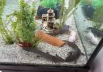 Axolotl-Komplettset abzugeben – 8 Axolotl + 450L Aquarium mit Zubehör