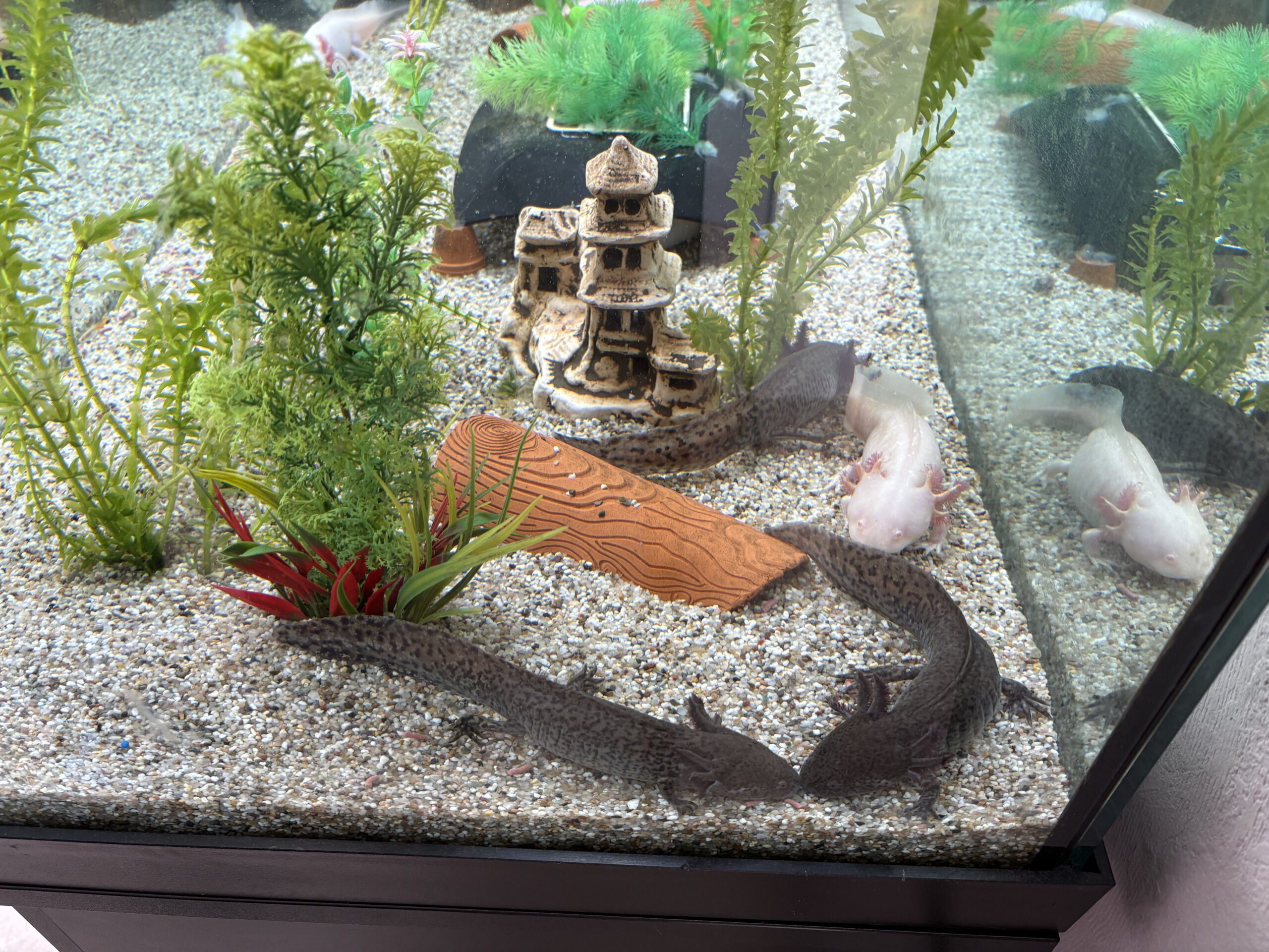 Axolotl-Komplettset abzugeben – 8 Axolotl + 450L Aquarium mit Zubehör
