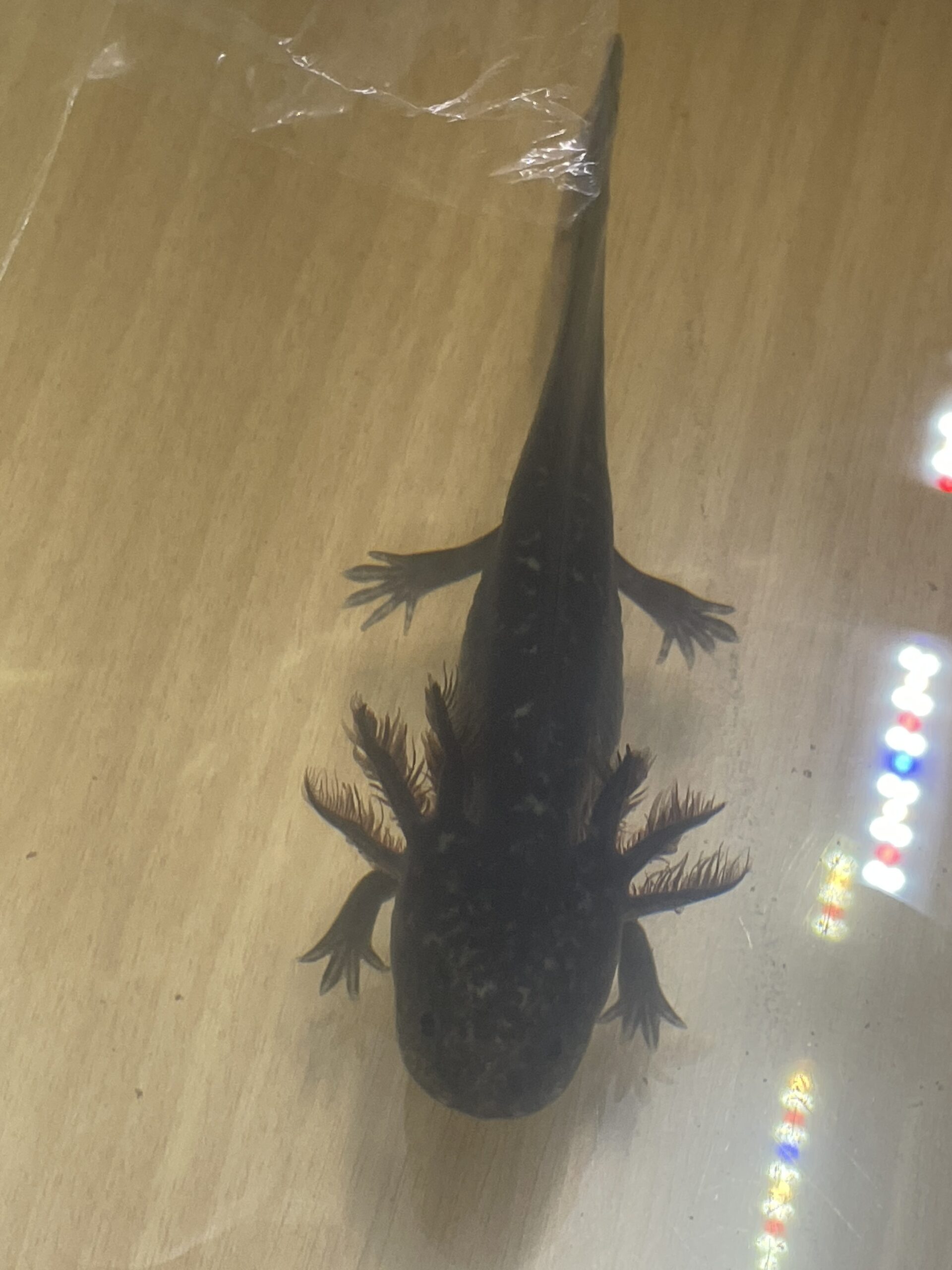 Wildlinge Baby