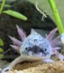 Axolotl aus eigener Nachzucht