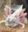 Axolotl aus eigener Nachzucht