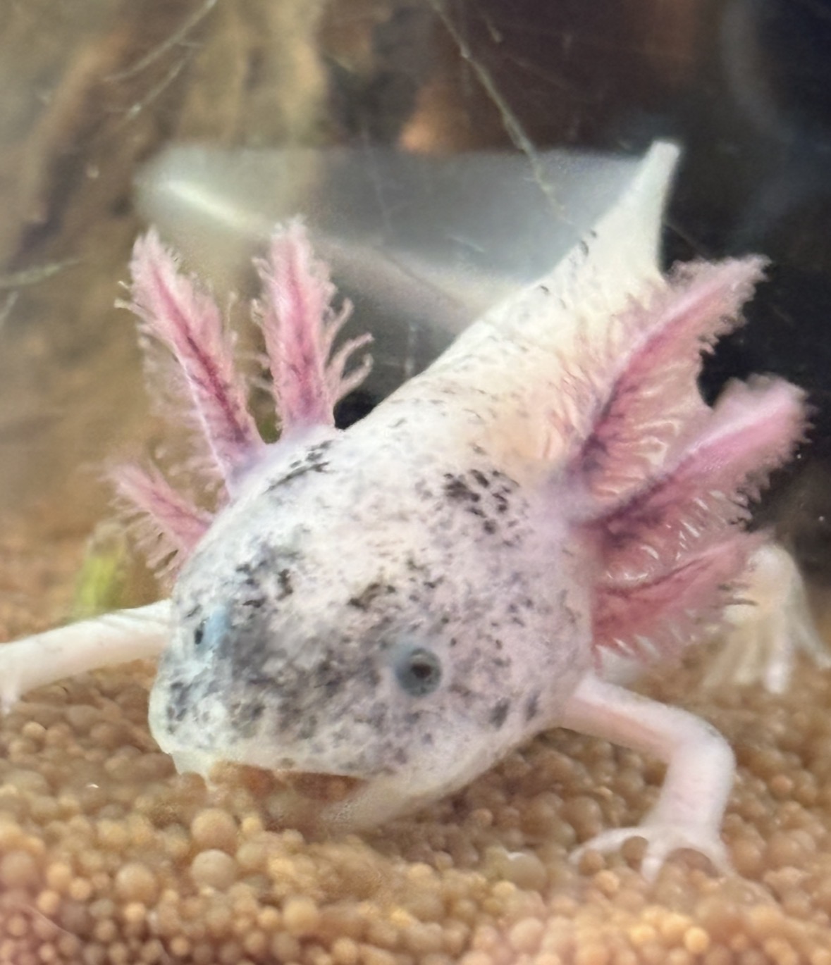 Axolotl aus eigener Nachzucht