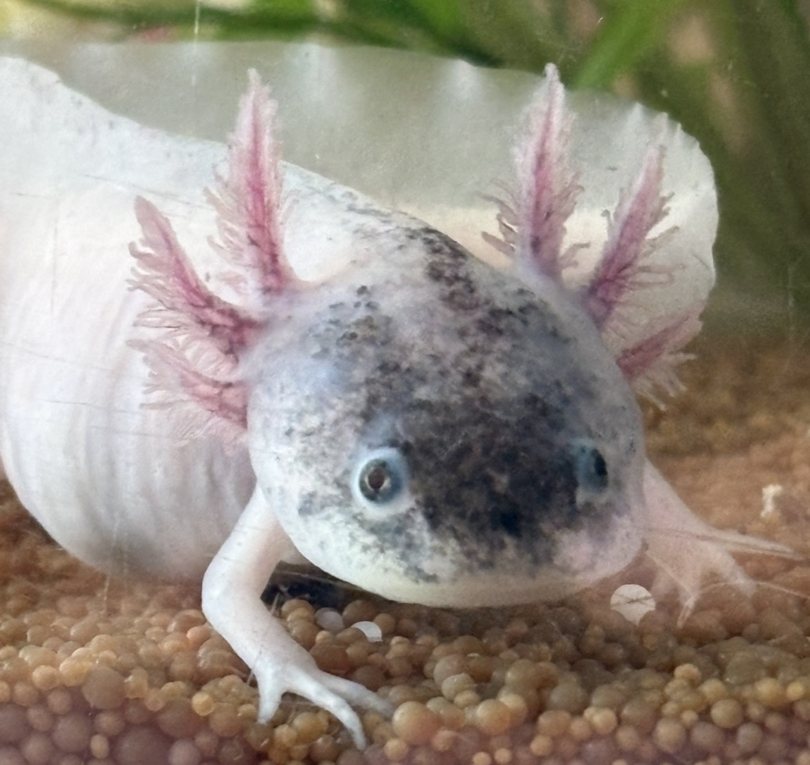 Axolotl aus eigener Nachzucht