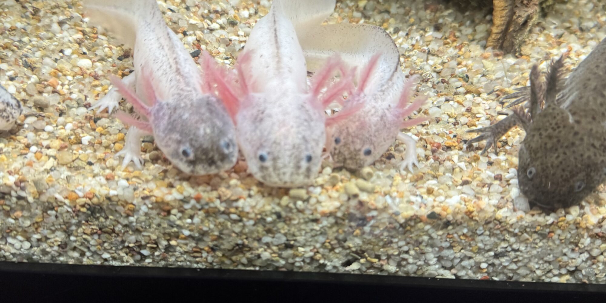 Axolotl Jungtier Harkekin