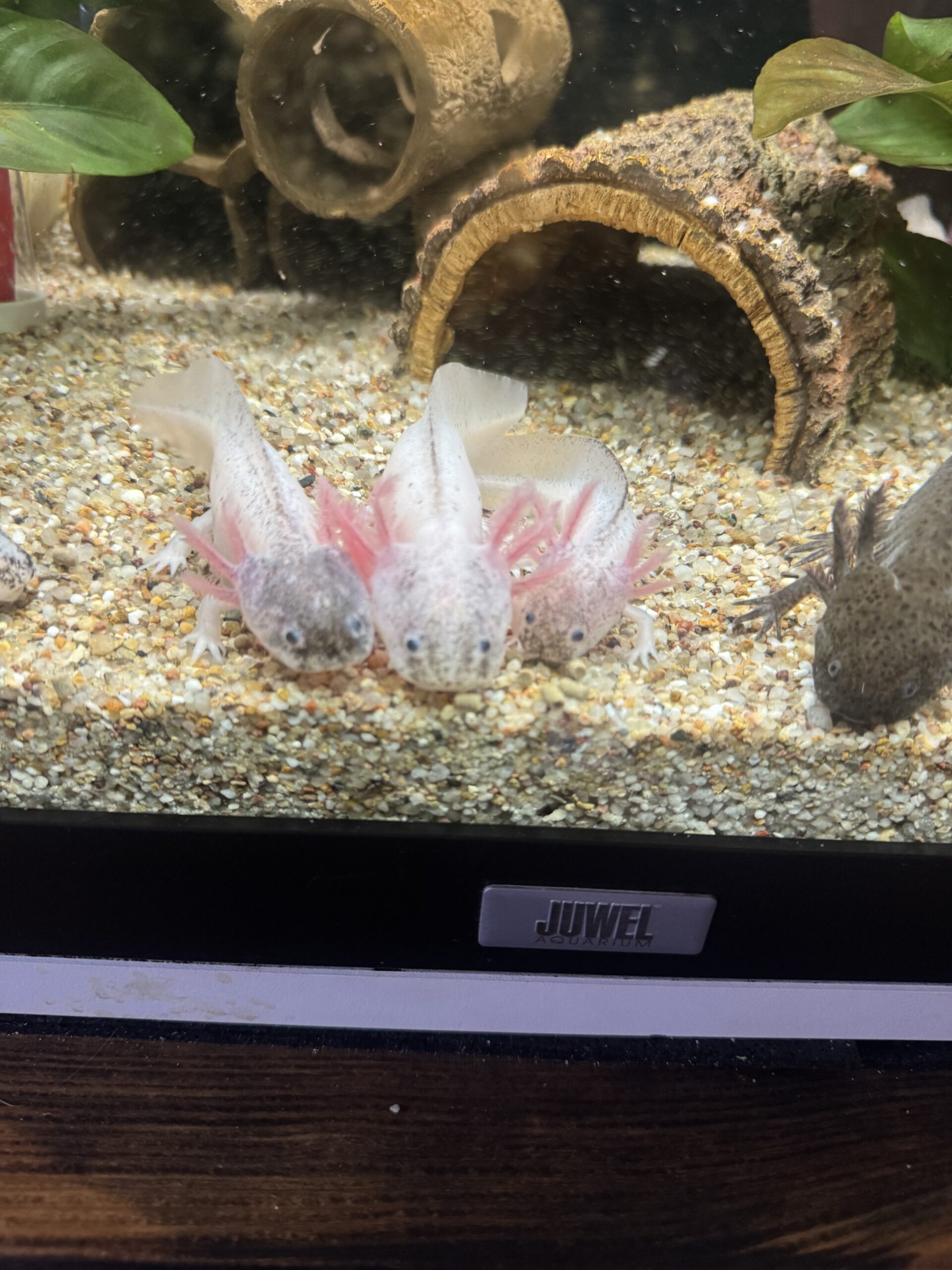 Axolotl Jungtier Harkekin