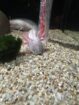 Axolotl Jungtier Harkekin