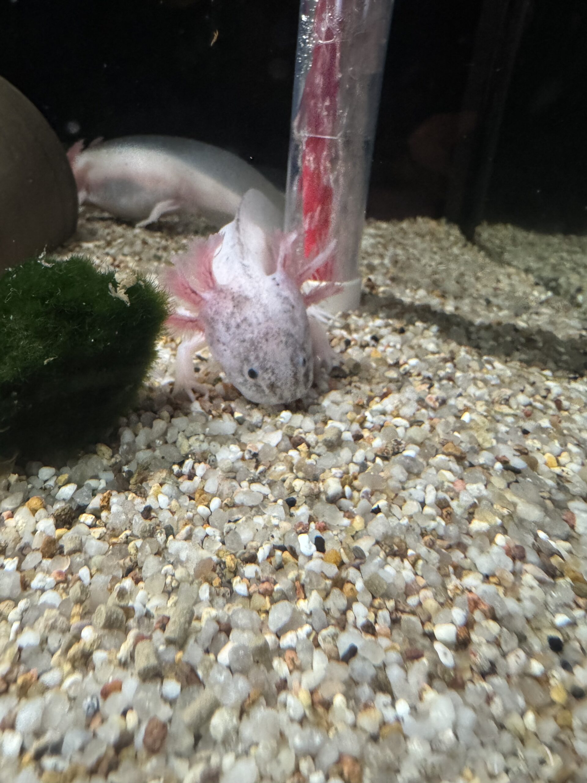 Axolotl Jungtier Harkekin