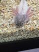 Axolotl Jungtier Harkekin