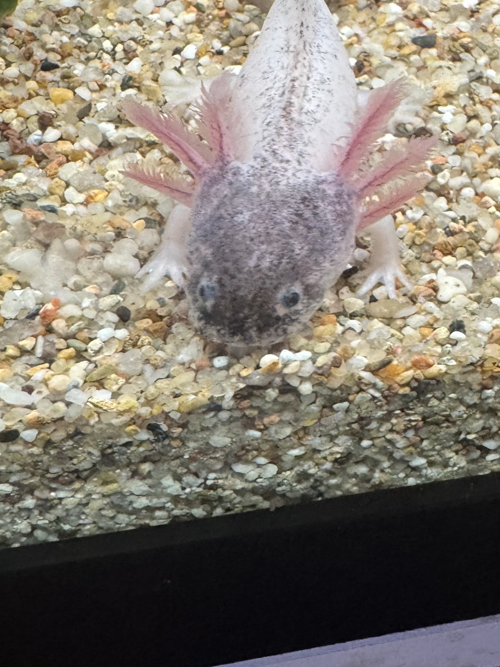 Axolotl Jungtier Harkekin