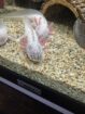 Axolotl Jungtier Harkekin