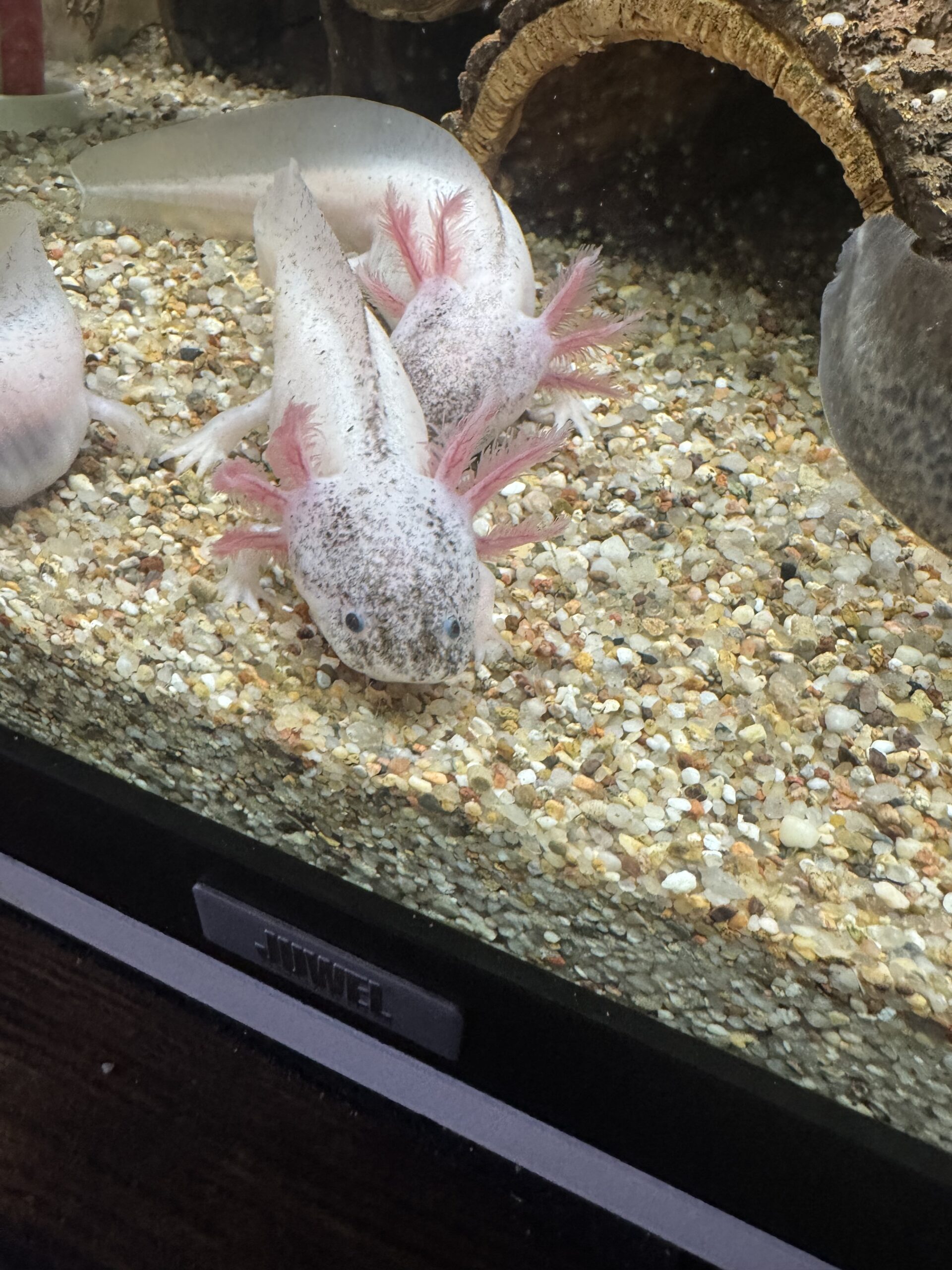 Axolotl Jungtier Harkekin
