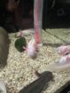 Axolotl Jungtier Harkekin