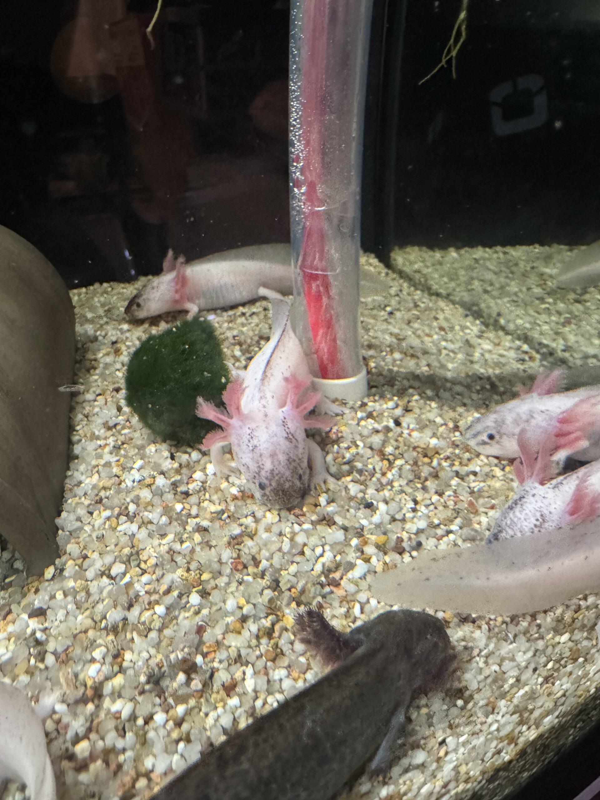 Axolotl Jungtier Harkekin