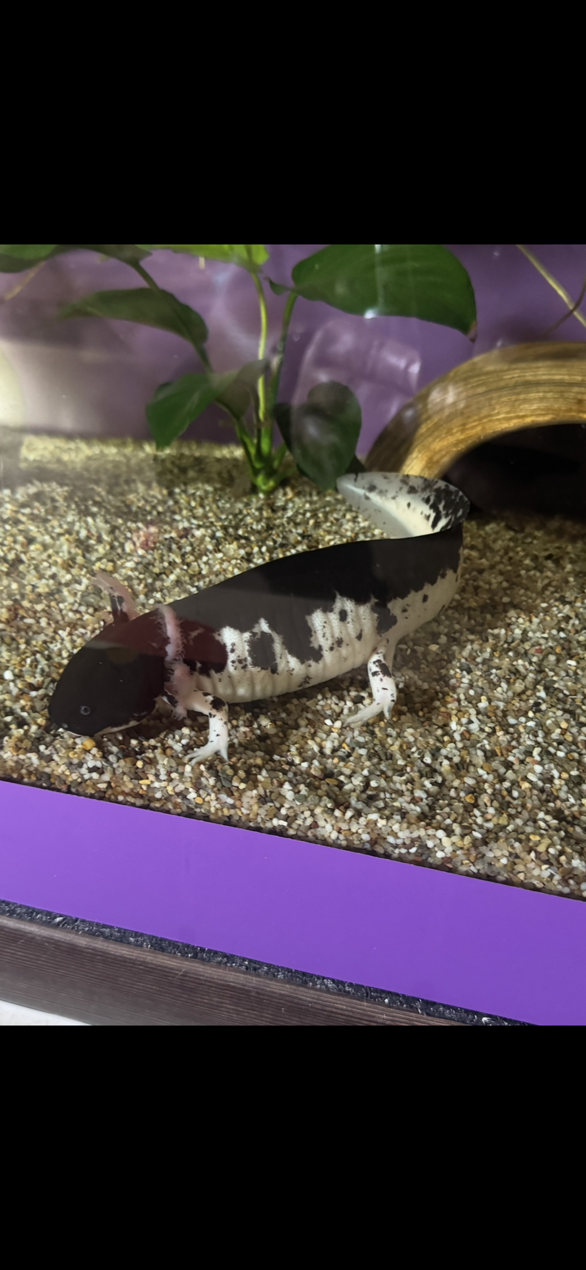 Axolotl Jungtier Harkekin