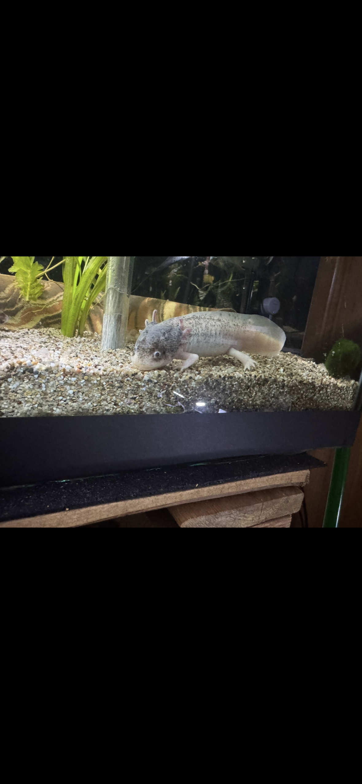 Axolotl Jungtier Harkekin