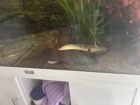 Juwel Aquarium mit Zubehör