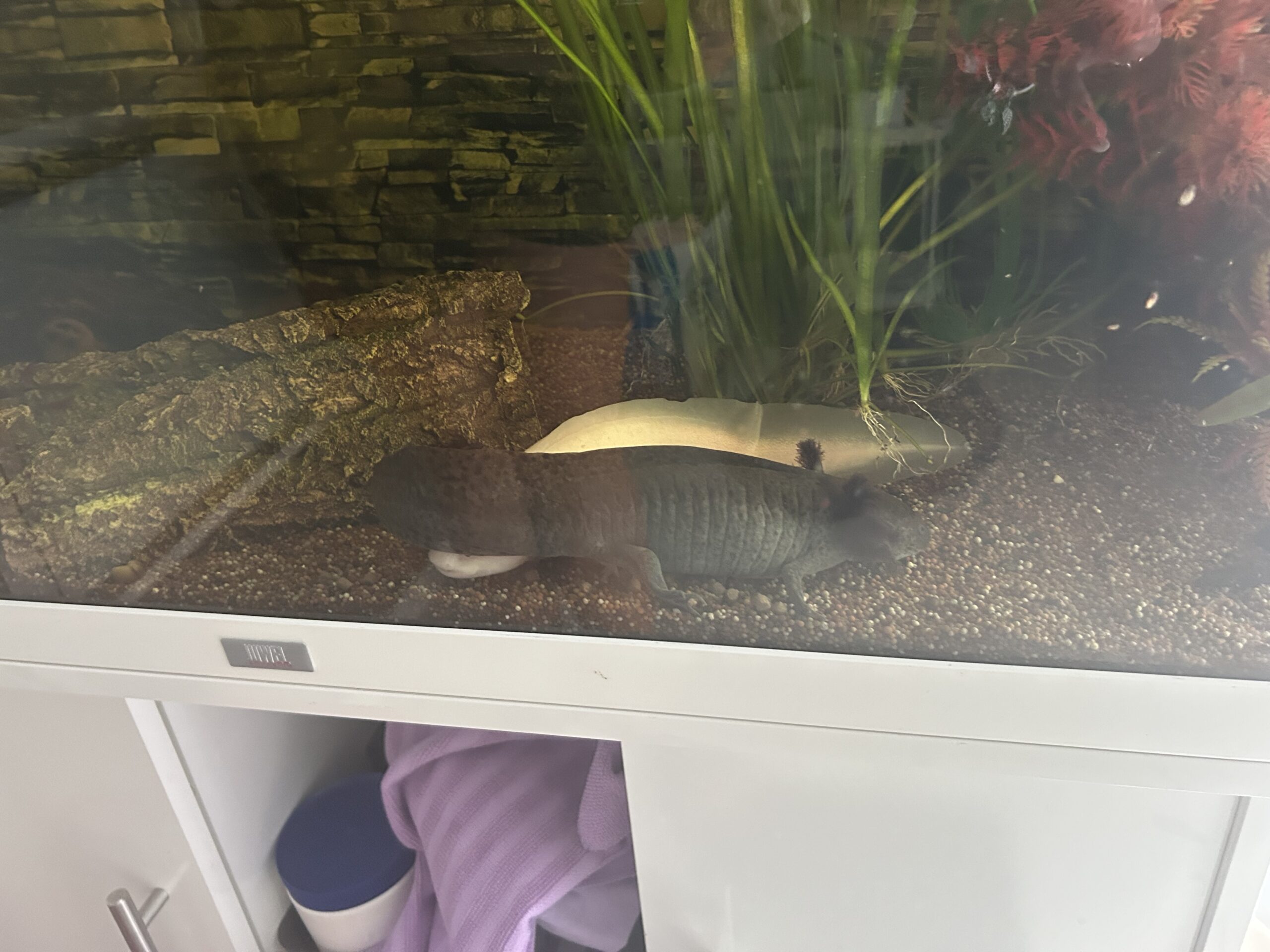 Juwel Aquarium mit Zubehör