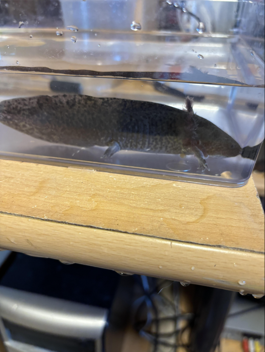 Axolotl Wildlinge (ca. 1 Jahr alt) in Varel abzugeben!