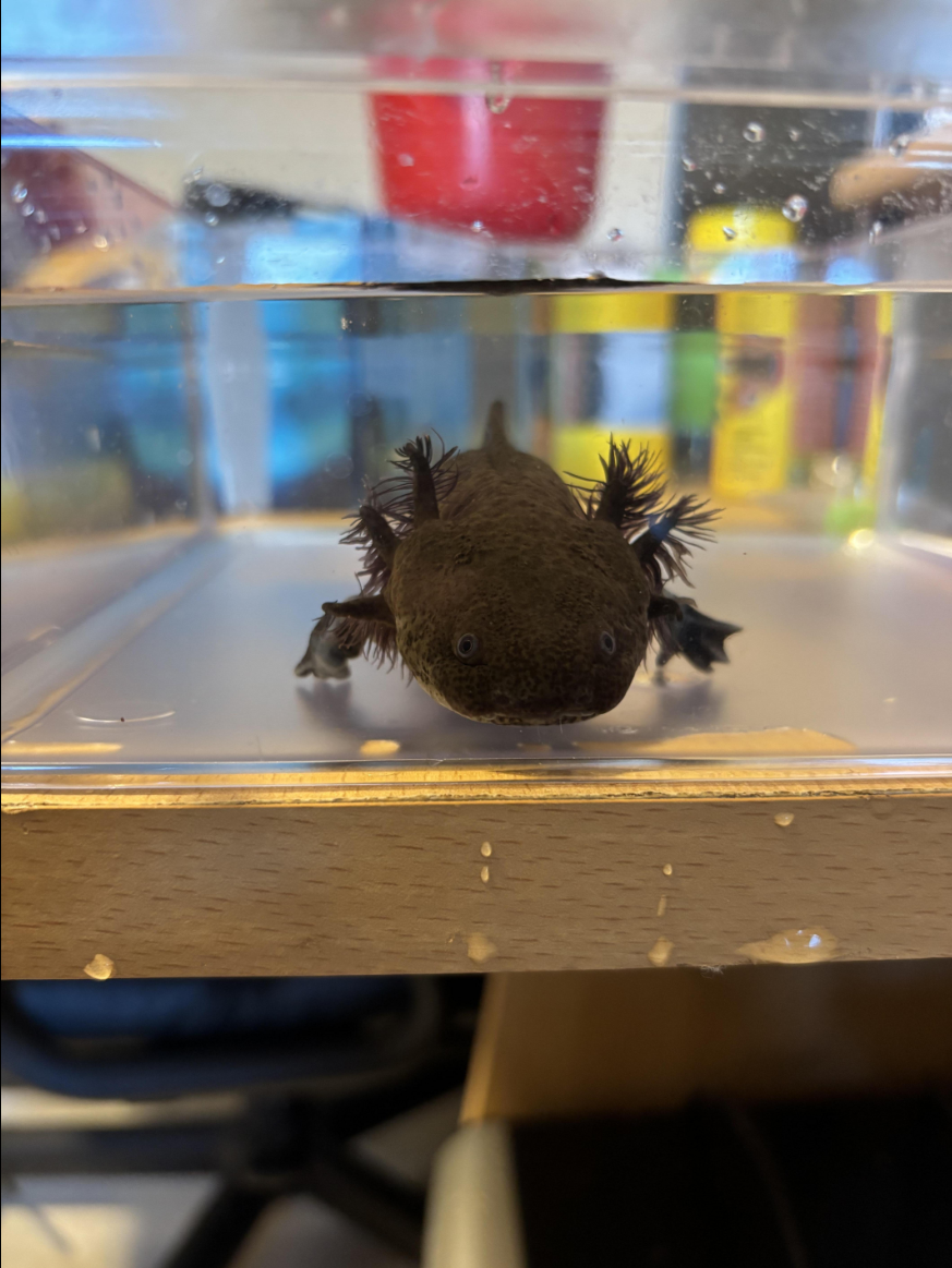 Axolotl Wildlinge (ca. 1 Jahr alt) in Varel abzugeben!