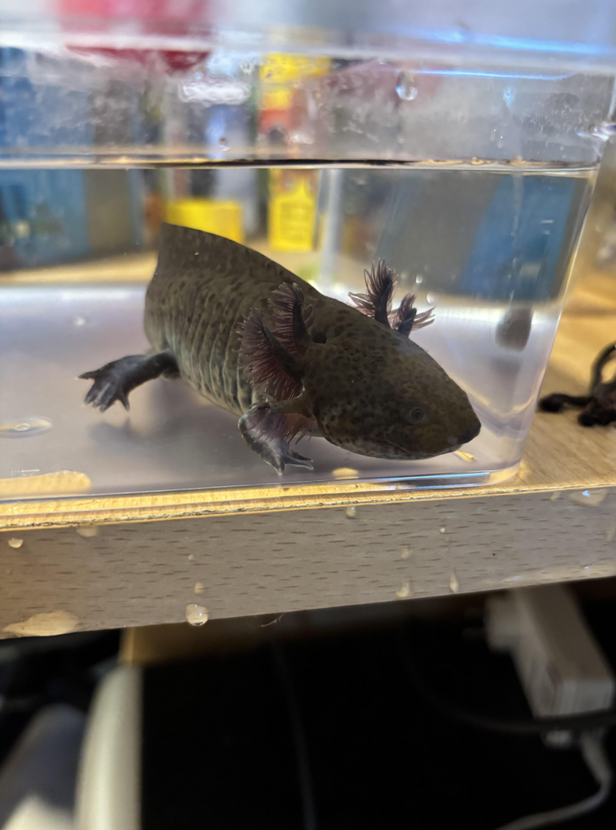 Axolotl Wildlinge (ca. 1 Jahr alt) in Varel abzugeben!