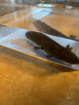 Axolotl Wildlinge (ca. 1 Jahr alt) in Varel abzugeben!