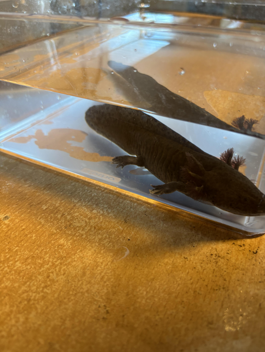 Axolotl Wildlinge (ca. 1 Jahr alt) in Varel abzugeben!