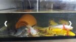 Axolotl Jungtiere, ca. 17-20m