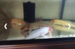 Axolotl Jungtiere, ca. 17-20m