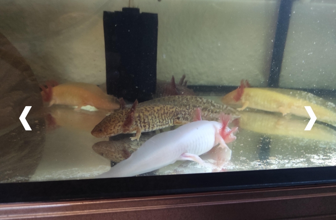 Axolotl Jungtiere, ca. 17-20m