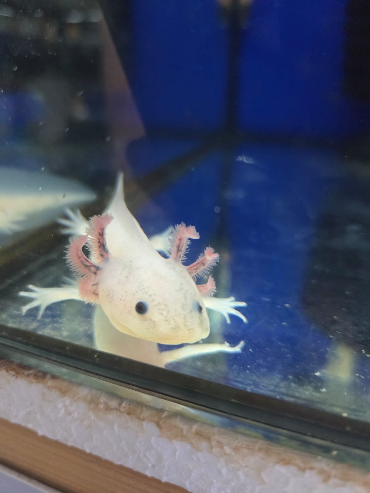 Axolotl Weißlinge, Wildlinge, Harlekin und Albino Red Eye 14-15 cm abzugeben Jungtiere