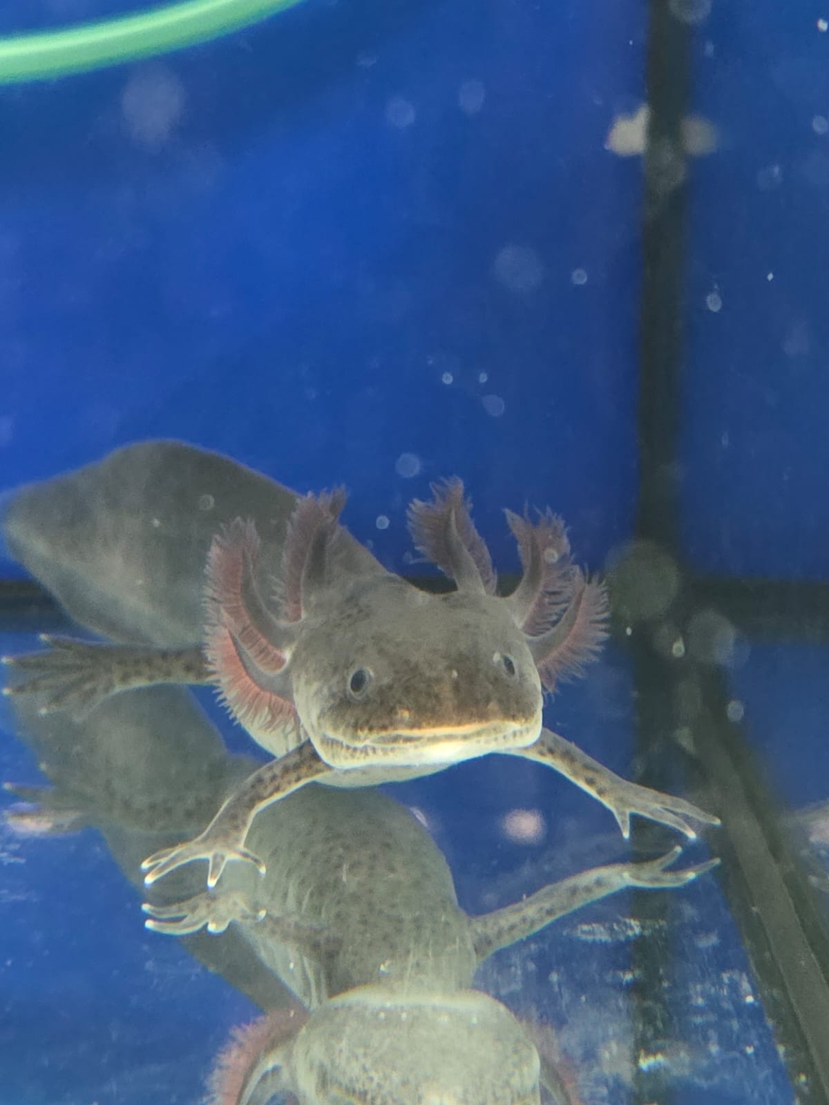 Axolotl Weißlinge, Wildlinge, Harlekin und Albino Red Eye 14-15 cm abzugeben Jungtiere