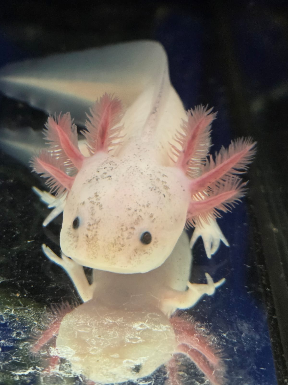 Axolotl Weißlinge, Wildlinge, Harlekin und Albino Red Eye 14-15 cm abzugeben Jungtiere