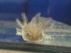 Axolotl Weißlinge, Wildlinge, Harlekin und Albino Red Eye 14-15 cm abzugeben Jungtiere