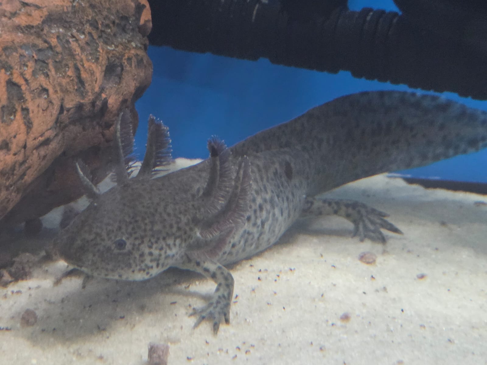 2 Axolotl Wildlinge abzugeben Aduld 21 Monate