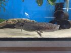 2 Axolotl Wildlinge abzugeben Aduld 21 Monate