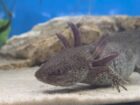 2 Axolotl Wildlinge abzugeben Aduld 21 Monate