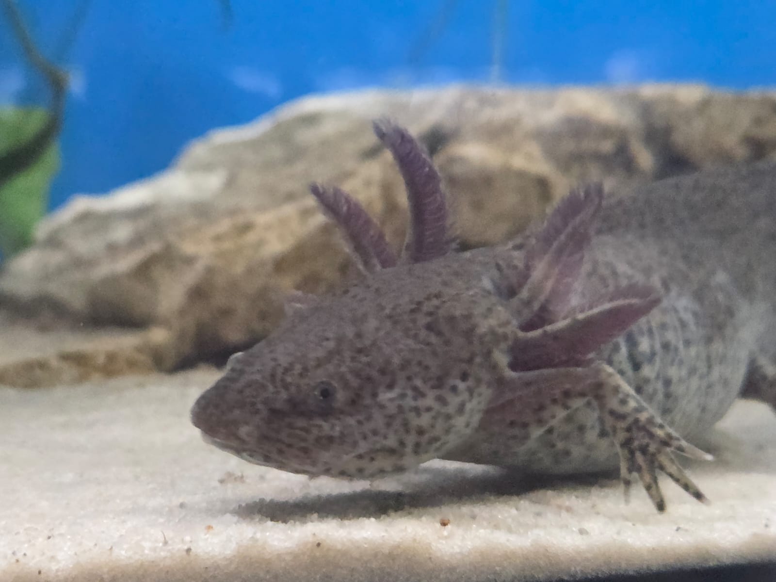 2 Axolotl Wildlinge abzugeben Aduld 21 Monate