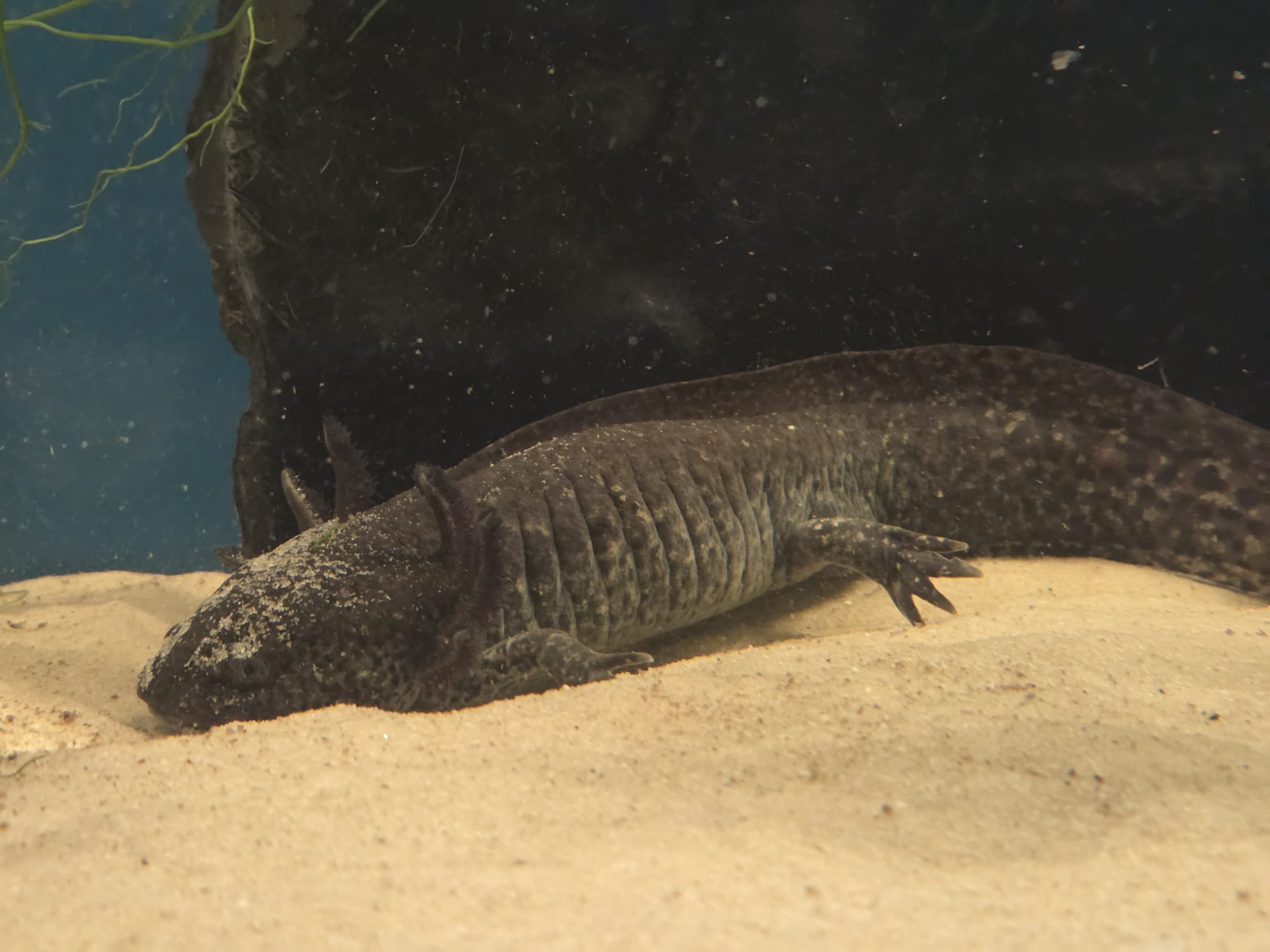 2 Axolotl Wildlinge abzugeben Aduld 21 Monate
