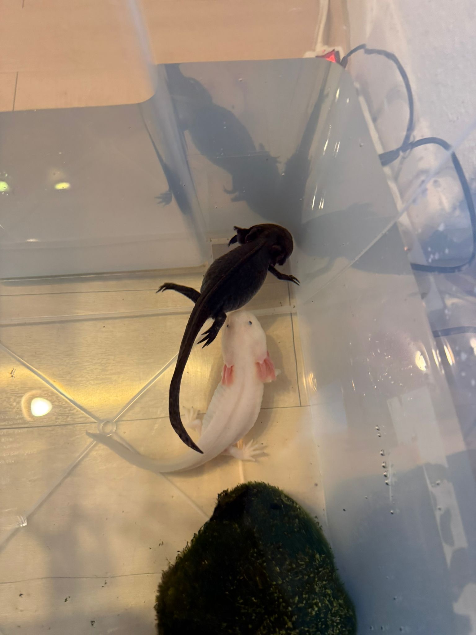 2 adulte Axolotl zu verschenken!