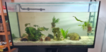 Axolotl Aquarium Komplettset inkl. 2 Wildlinge (w)
