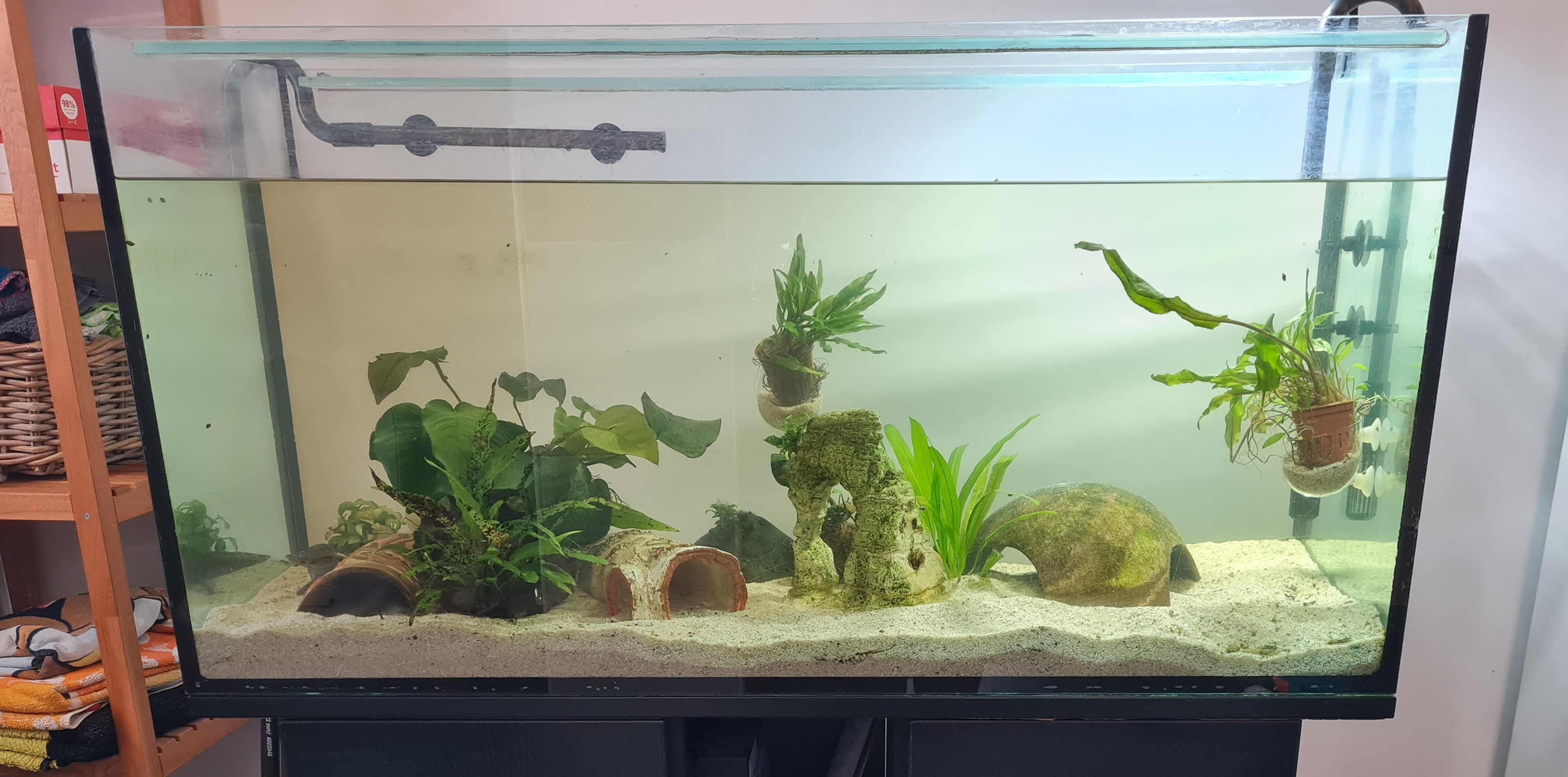 Axolotl Aquarium Komplettset inkl. 2 Wildlinge (w)