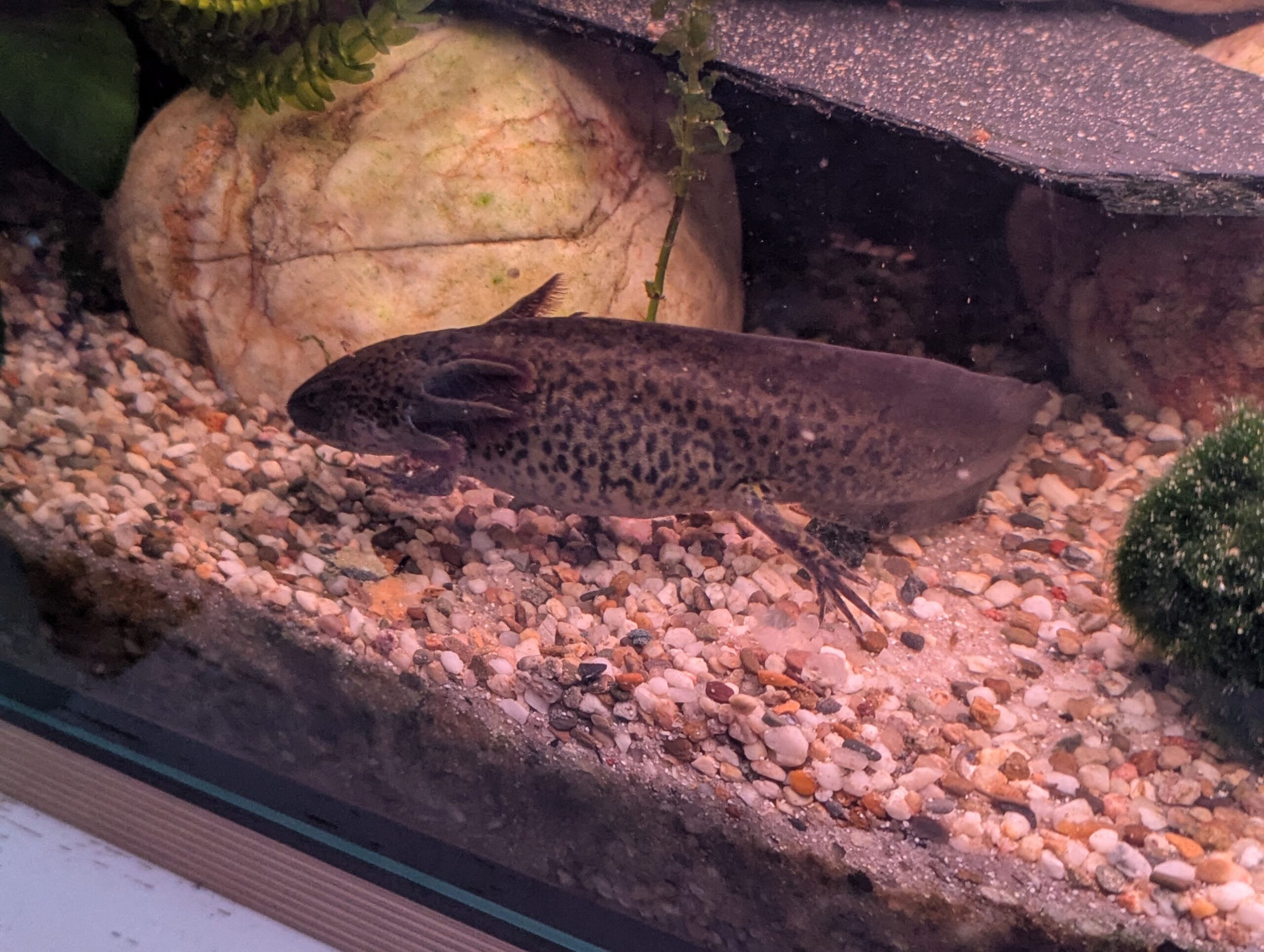 Axolotl Jungtier weiblich 20cm