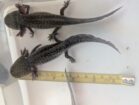 Axolotl Wildlinge ab ca.12cm