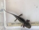 Axolotl Wildlinge ab ca.12cm