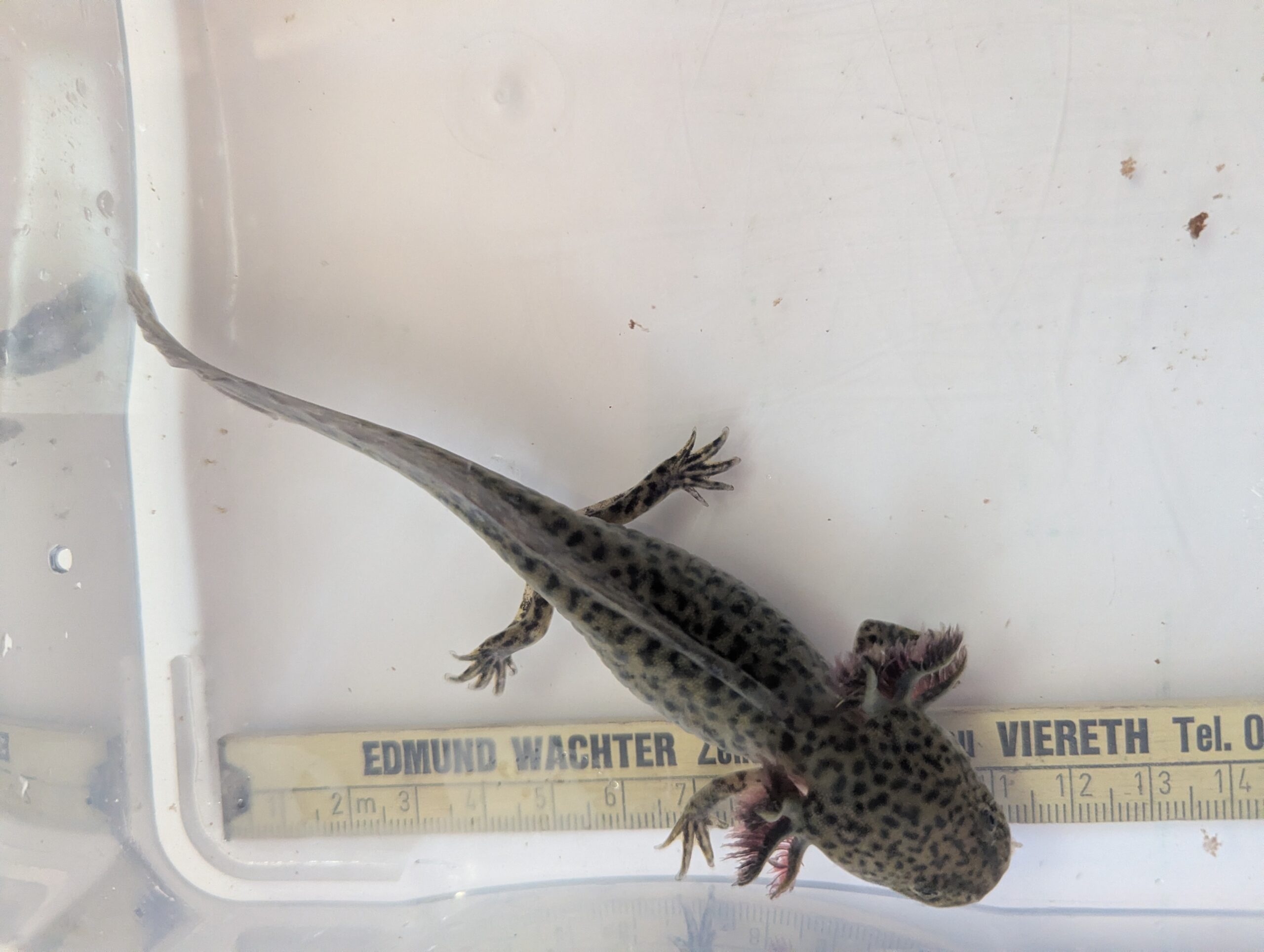 Axolotl Wildlinge ab ca.12cm